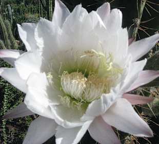 Blüte des Säulenkaktus