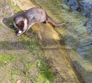 Otter