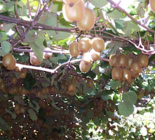 Kiwis