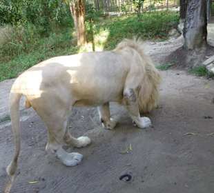 Dieser Löwe bekam von jedem einen Brocken Fleisch 