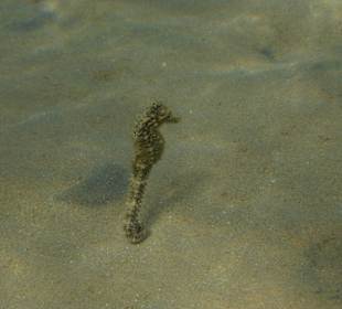 Seepferdchen