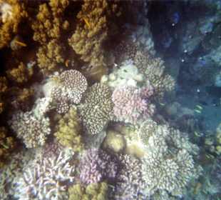 Korallen am Aussenriff