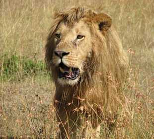 Der König der Tiere