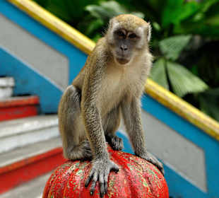 Frech aber ungefählich