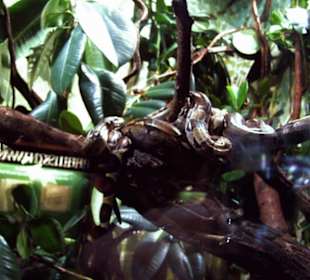 Tierpark Bochum - Impressionen