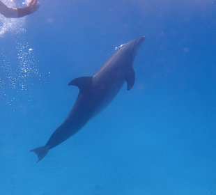 Einmalie Erlebnisse mit Mo´s Delfinen