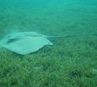 Schnorcheln Makadi Bay