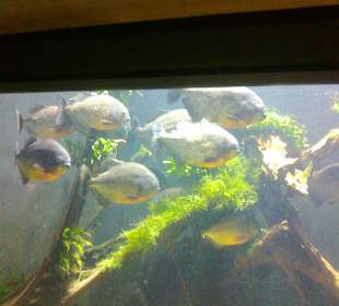 Warszawskie ZOO latem.
