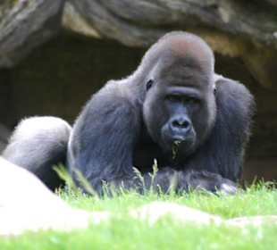 Gorilla