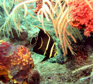 Unterwasserwelt Sosua Divecenter Merlin
