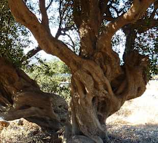 Olivenbäume am Wegesrand
