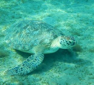 Schnorcheln Marsa Alam