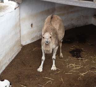 Ein Bewohner der Anlage