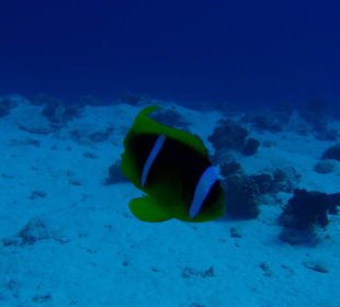 Clownfisch