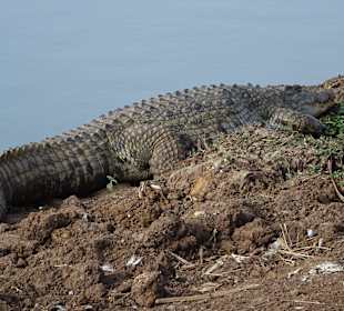 Faulenzen in der Morgensonne