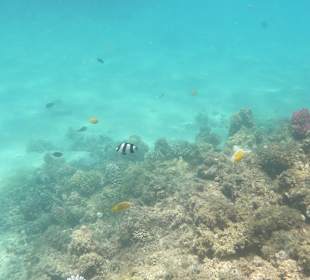 Tauchbasis Tauchen unter Freunden