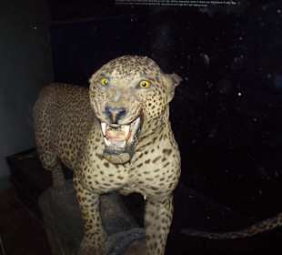 Leopard im Museum