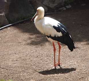 Tiere des Palmitos Parks