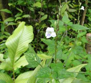 Poring Hot Springs - Schmetterlingsgarten