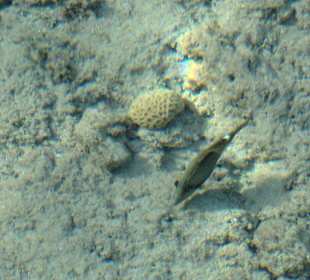 Atemberaubende Unterwasserwelt