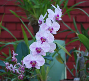 Orchideenhaus Kandy