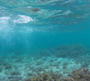 Schnorcheln Direktverkauf dem Hotel