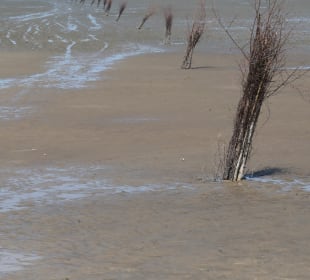 Bei einer Wattwanderung bei Cuxhaven