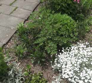 Benediktinerkloster Lorch