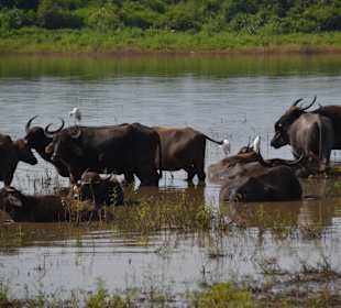 Nationalpark Udawalawe