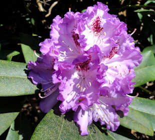 Impressionen vom Rundweg durch den Park