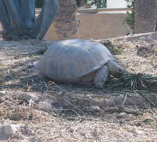 Auf der Krokodilfarm