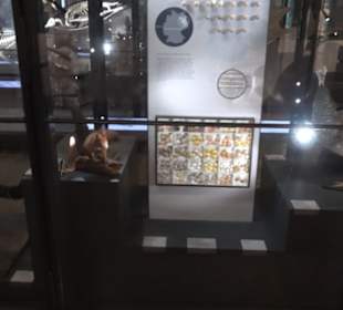 Museum für Naturkunde