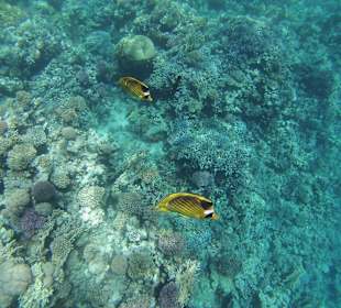 Unterwasserlandschaft Riff