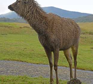 Horton Plains