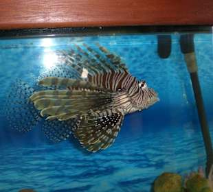 Aquarium Santo Domingo