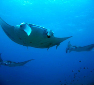 Madivaru Manta Point