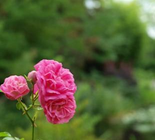 Kwiaty w ogrodzie Moneta