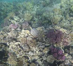 Schnorcheln Makadi Bay