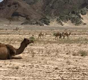 Wadi al Gamal (Kamelwüste)