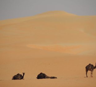 Kamele in der Wüste bei Liwa