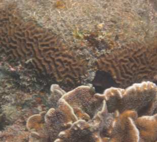 Findet man auch direkt am Hotelstrand