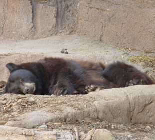 Zoobewohner des Museums