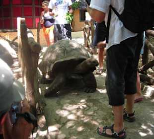 Landschildkröten auf Prison Island