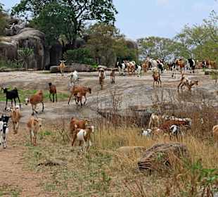 Ziegenherde auf dem Plateau