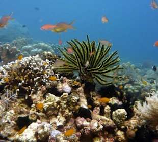 Korallengarten vorm Amedcafe