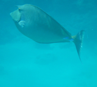 Schnorcheln Hurghada