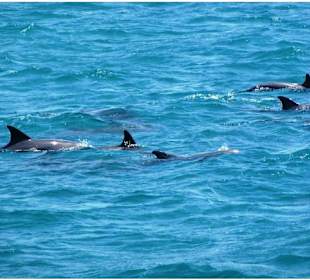 Delfinschwimmen,Delfintour Hurghada Morgenland