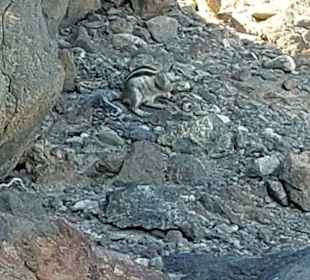Strand Playa de Esquinzo / Playa de Butihondo