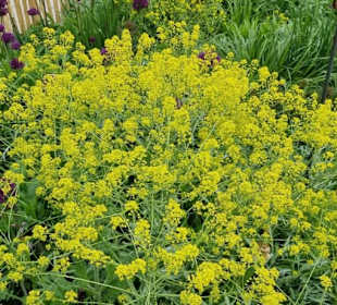 Gartenzaun-Pflanzen passt