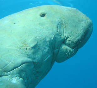 Podwodne życie w Abu Dabab